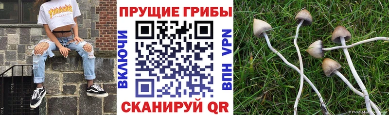 Галлюциногенные грибы прущие грибы  купить закладку  Шебекино 